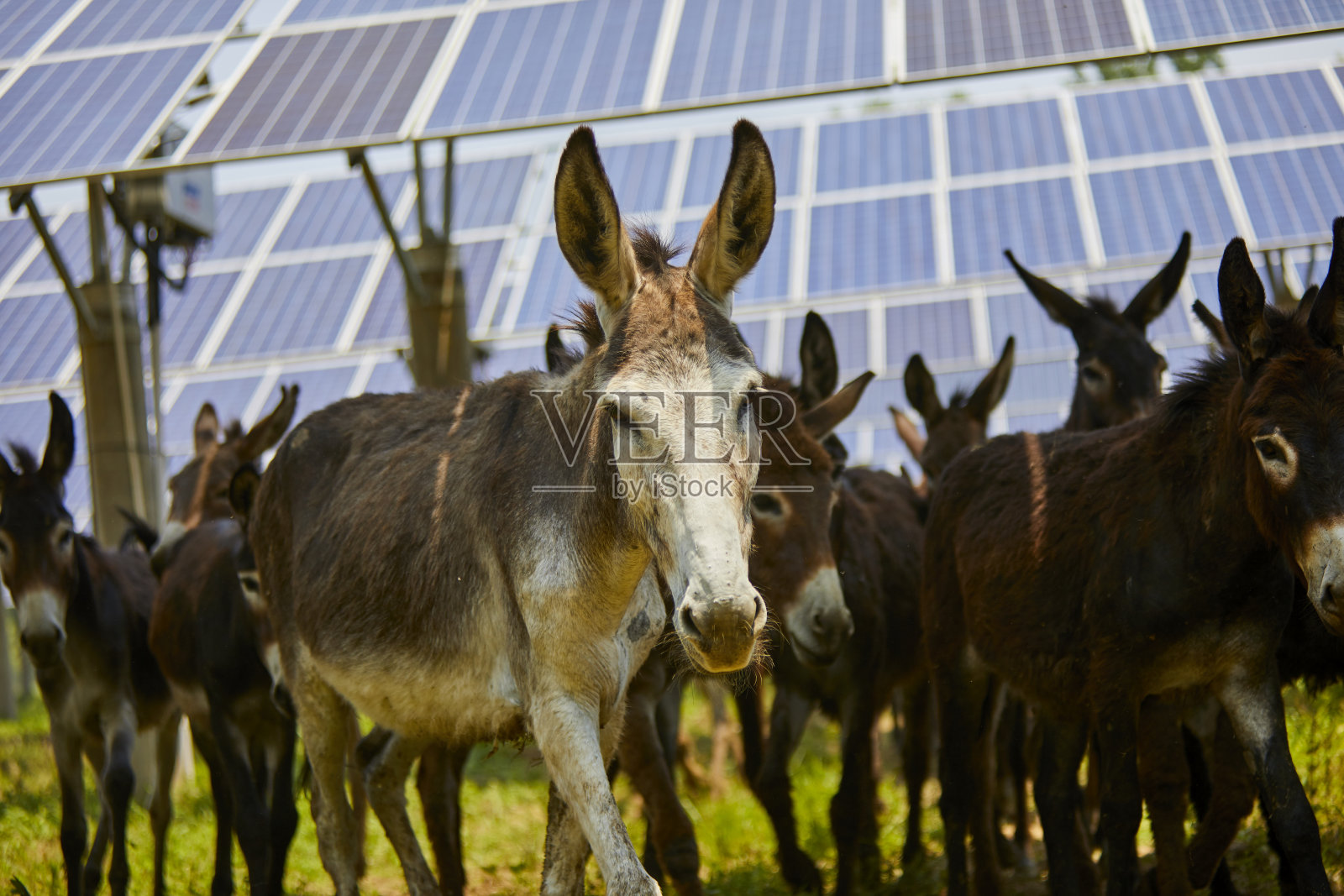 驴在太阳能光伏板下吃草照片摄影图片