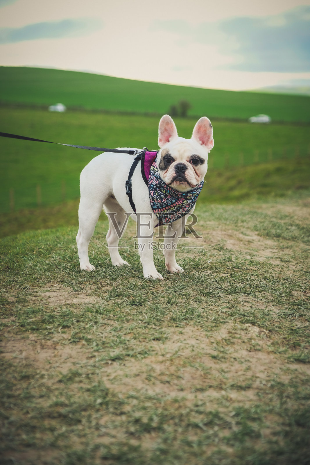 在英国埃夫伯里石圈遛法国斗牛犬照片摄影图片