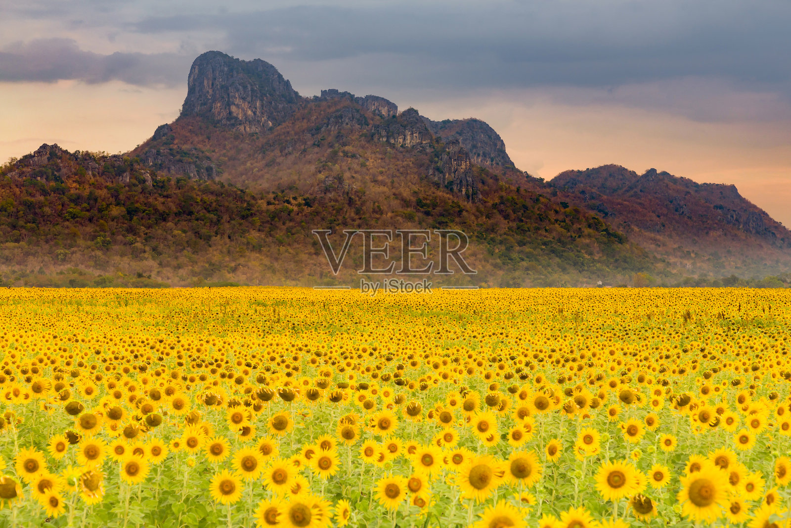 向日葵田与山背景照片摄影图片