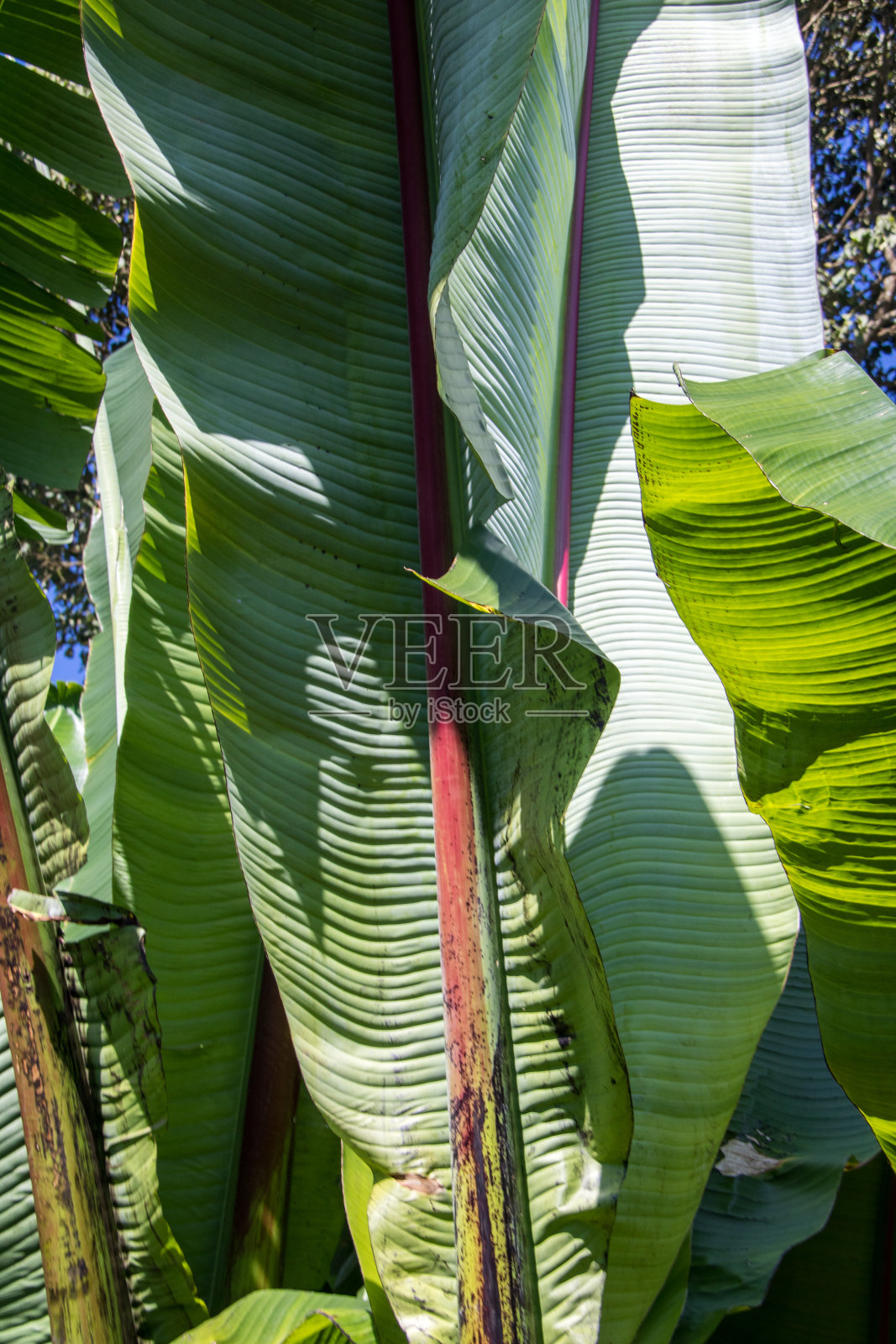 埃塞俄比亚:Dorze村照片摄影图片