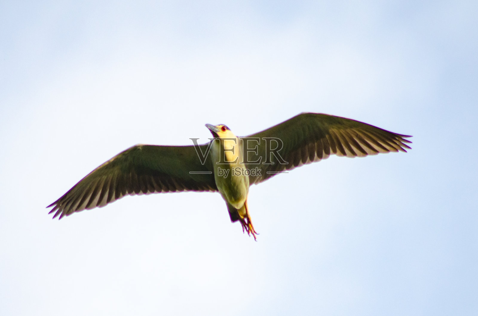 美丽的水鸟照片摄影图片