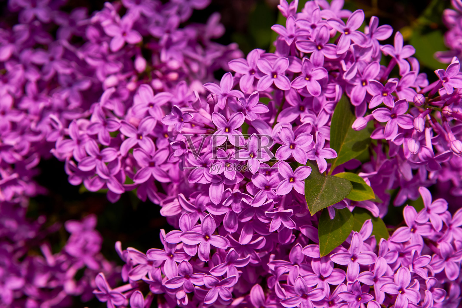 美丽的丁香花特写镜头照片摄影图片