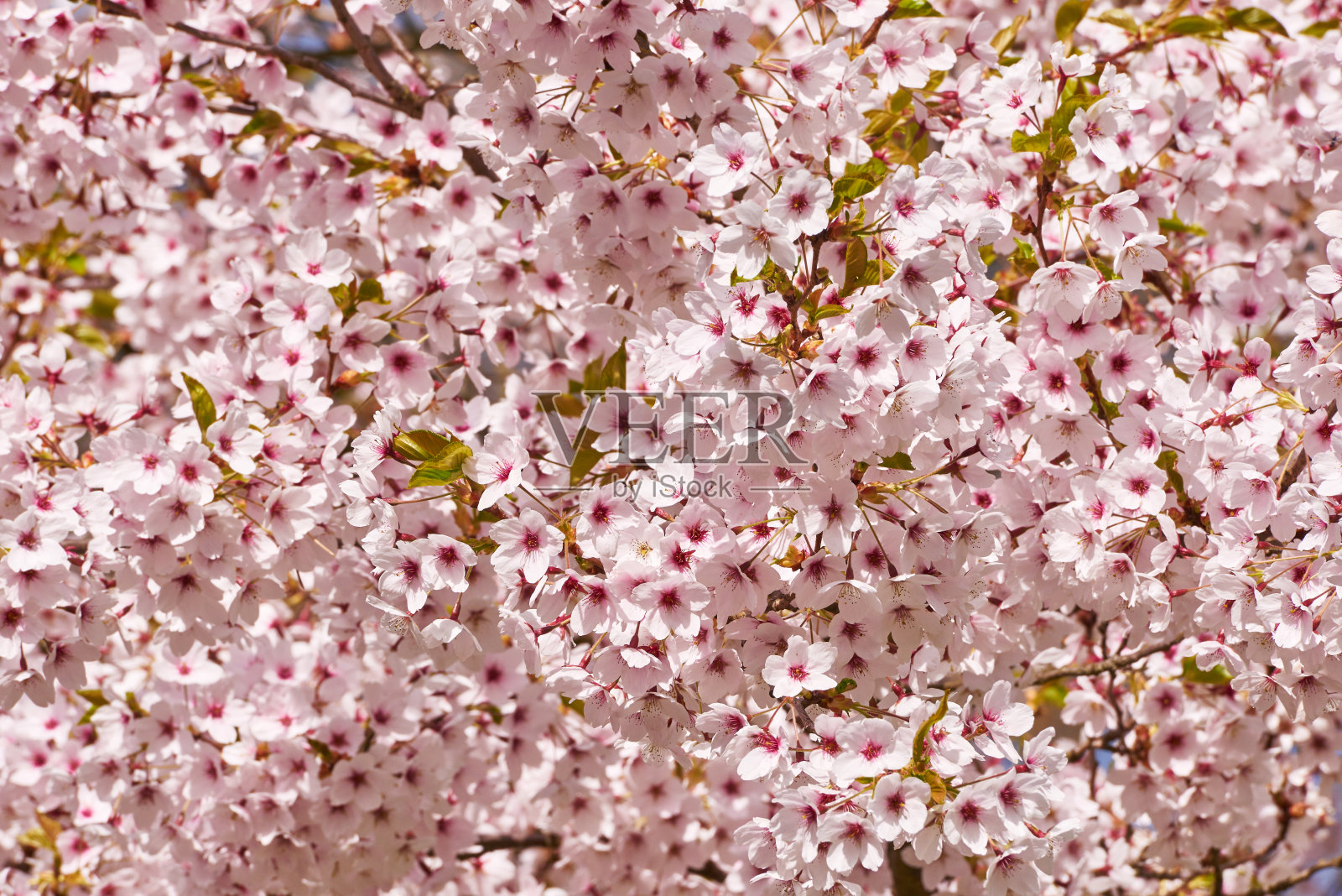 樱桃树在四月开花照片摄影图片