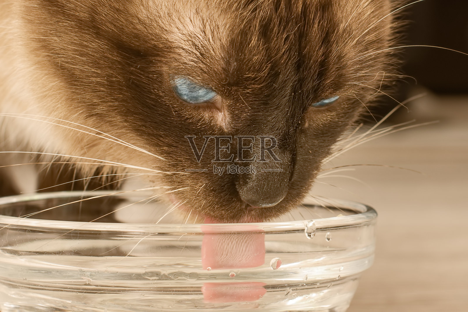 家猫喝水照片摄影图片