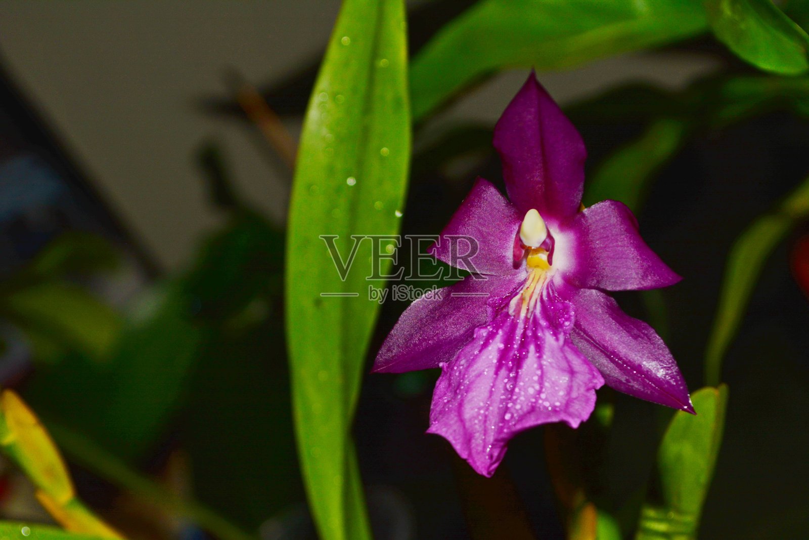 美丽的兰花米尔托尼娅·雷涅利照片摄影图片