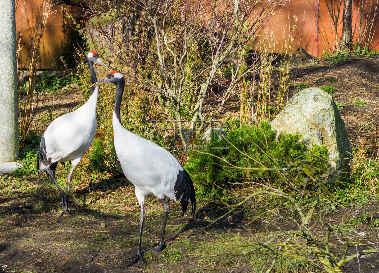 两只日本鹤，来自亚洲的濒危鸟类照片摄影图片