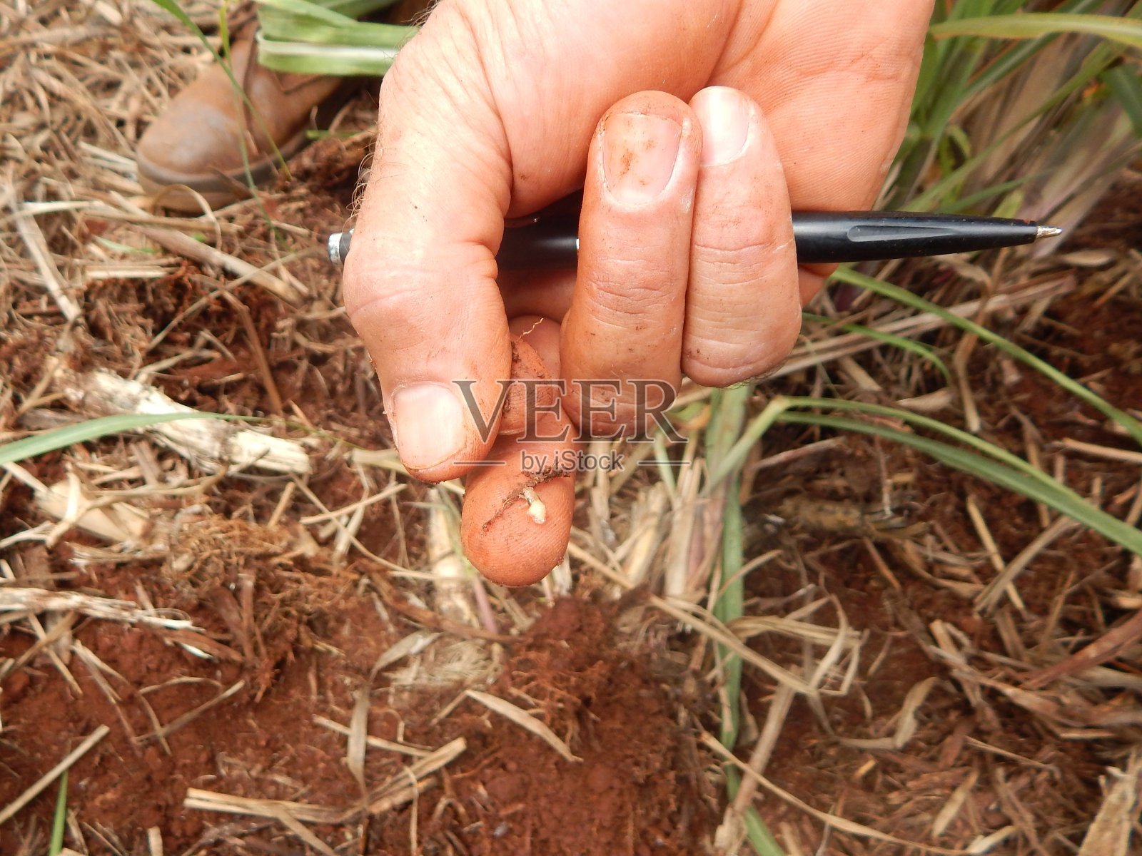 甘蔗害虫，俗称:“Bicudo da Cana-de-Açúcar”。学名:Sphenophorus levis照片摄影图片