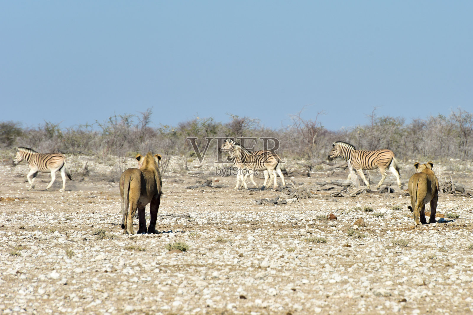 纳米比亚埃托沙的狮子和斑马照片摄影图片
