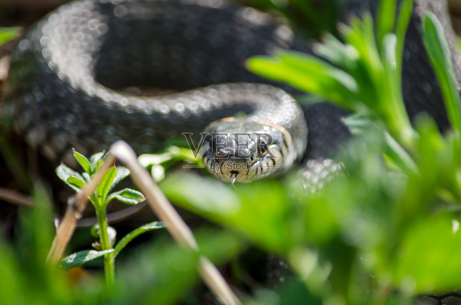 草蛇(Natrix Natrix)，又称水蛇或环蛇。照片摄影图片