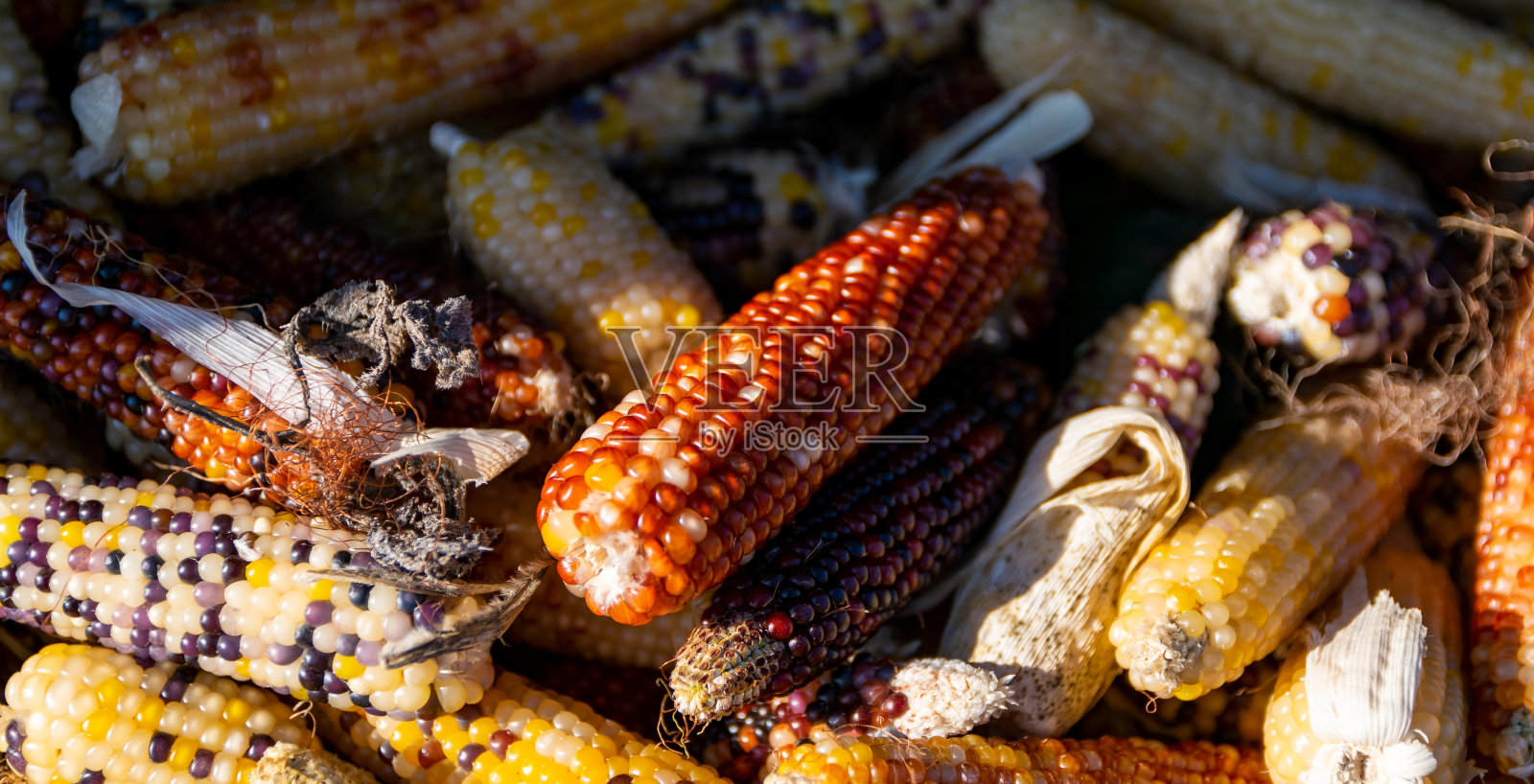 小的观赏玉米堆在一起照片摄影图片