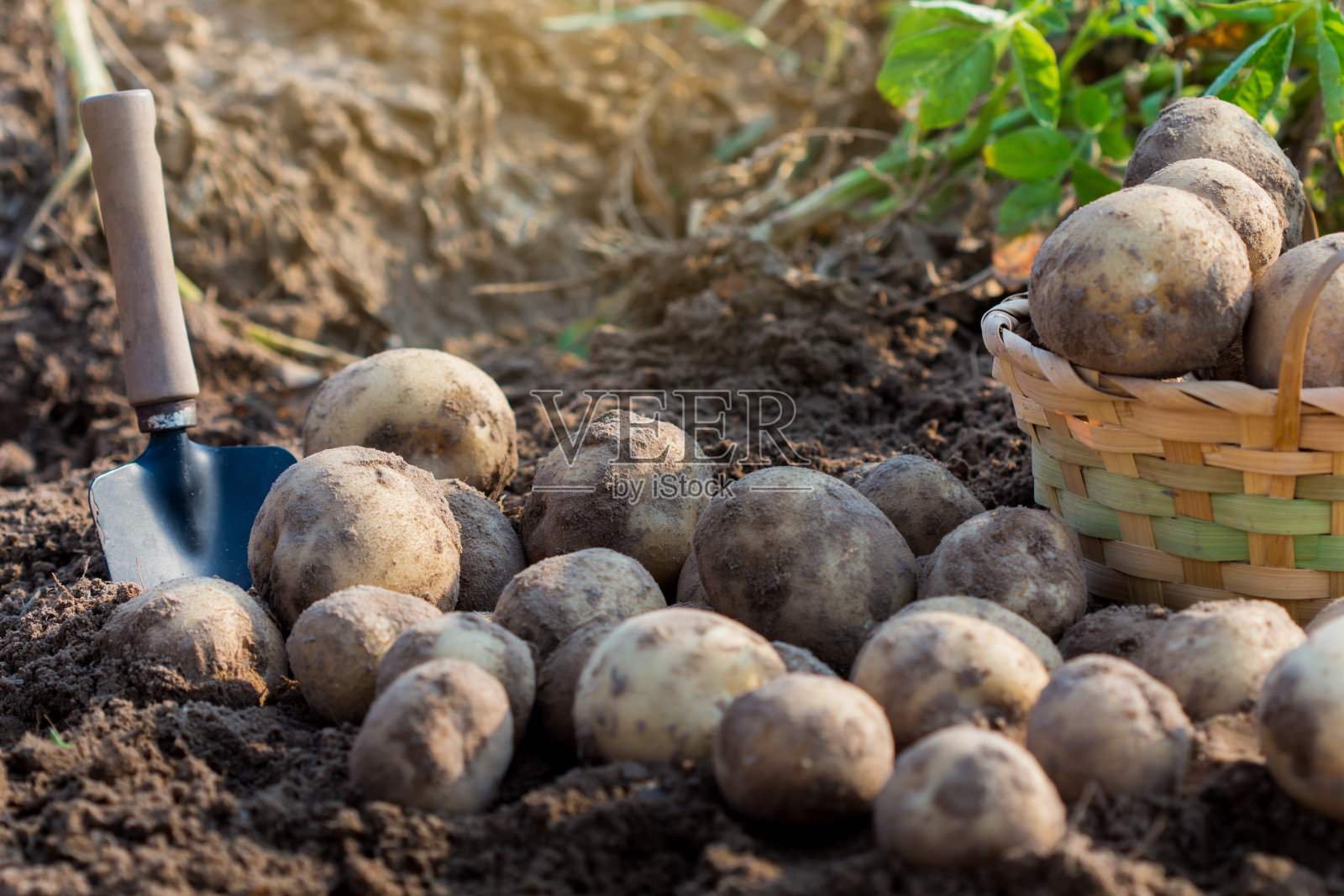 从土壤中收获的新鲜有机番茄照片摄影图片