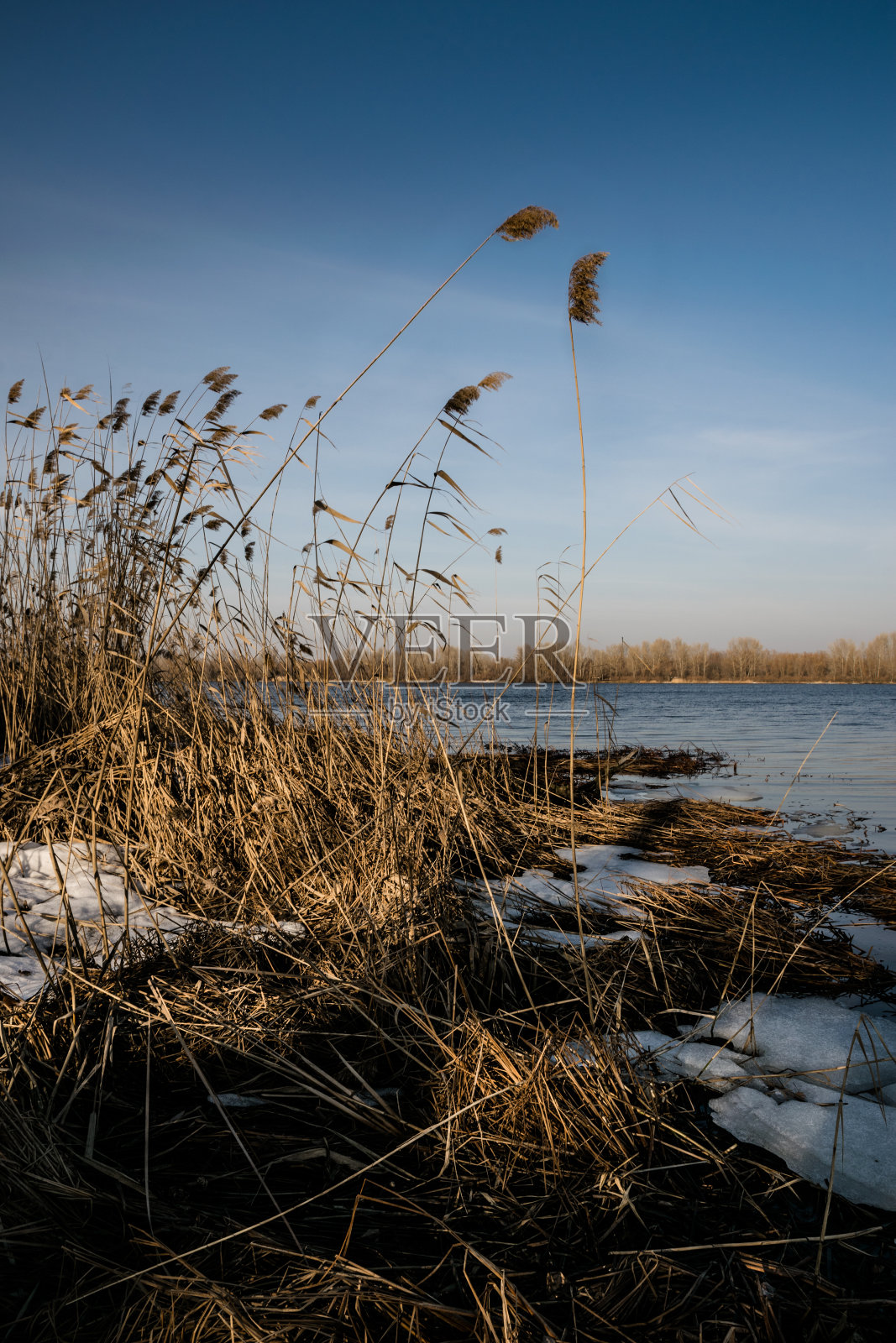 河岸上的早春。融化的冰和干芦苇照片摄影图片