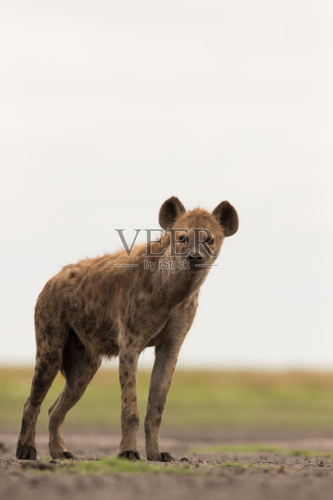 奇怪的斑点鬣狗照片摄影图片