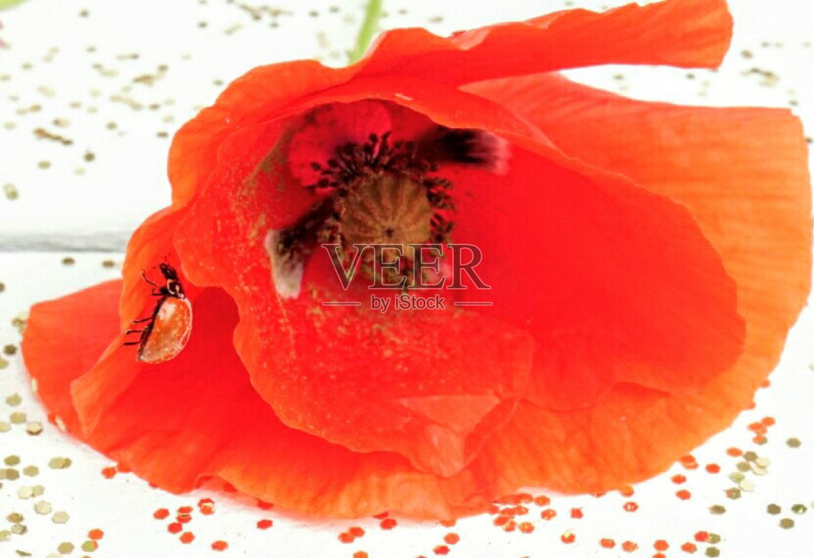 一只瓢虫在橙色罂粟花上——充满活力的美丽瓢虫照片摄影图片