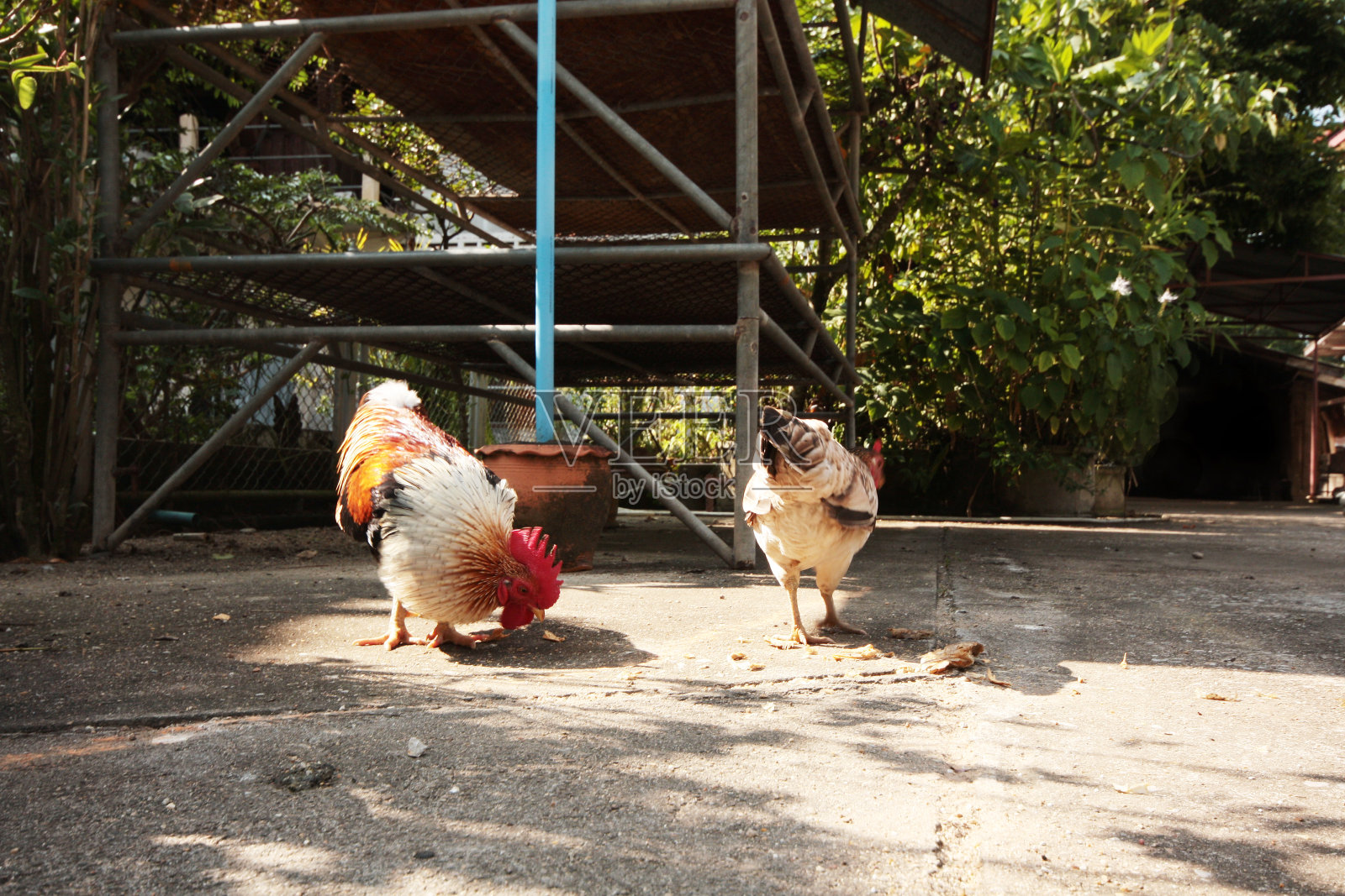在泰国农村的养鸡场里，母鸡在户外进食照片摄影图片