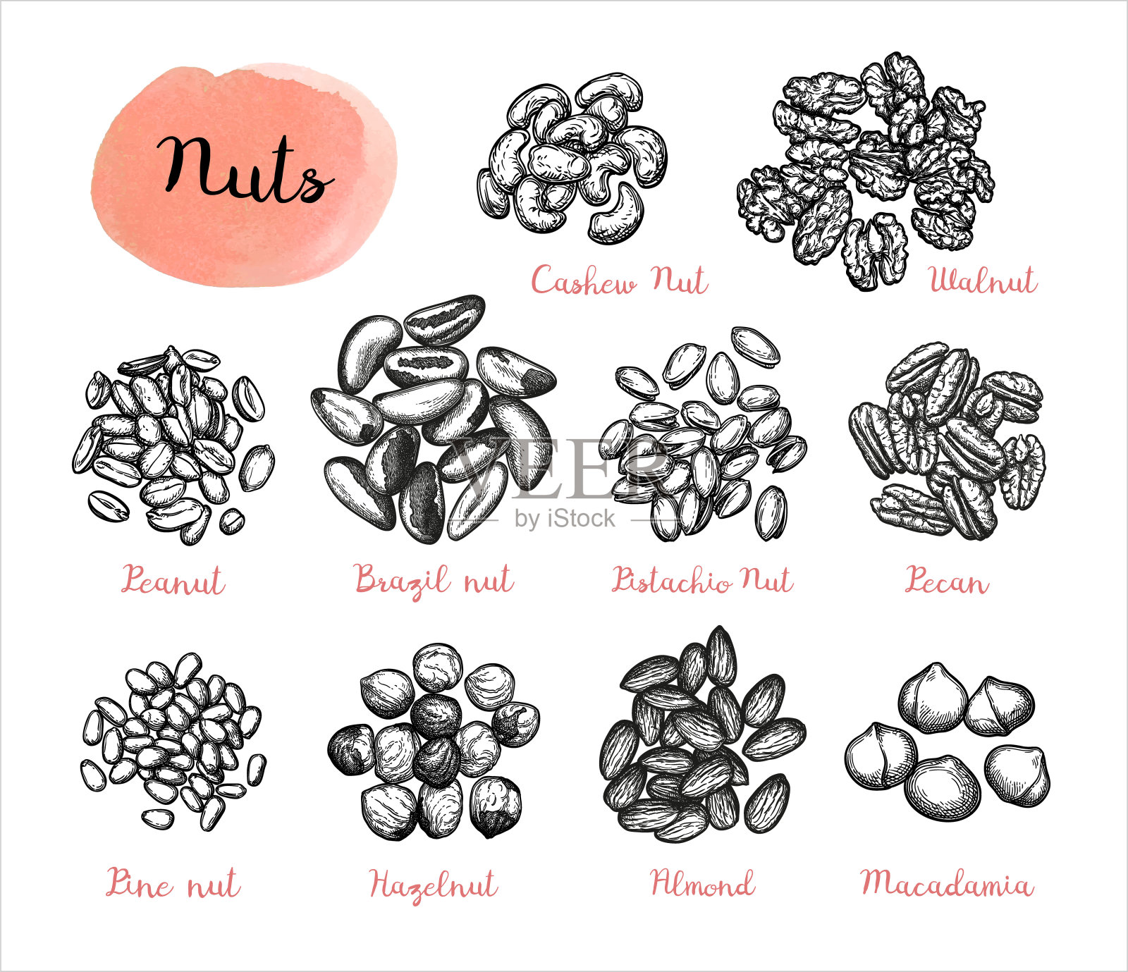 坚果大集。插画图片素材