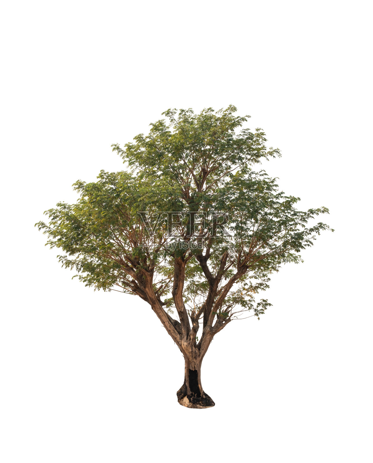 孤立的树在白色的背景照片摄影图片