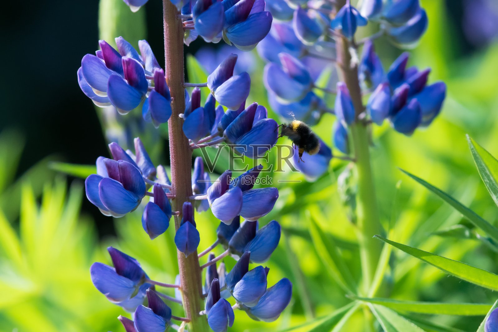 熊蜂在羽扇豆上照片摄影图片
