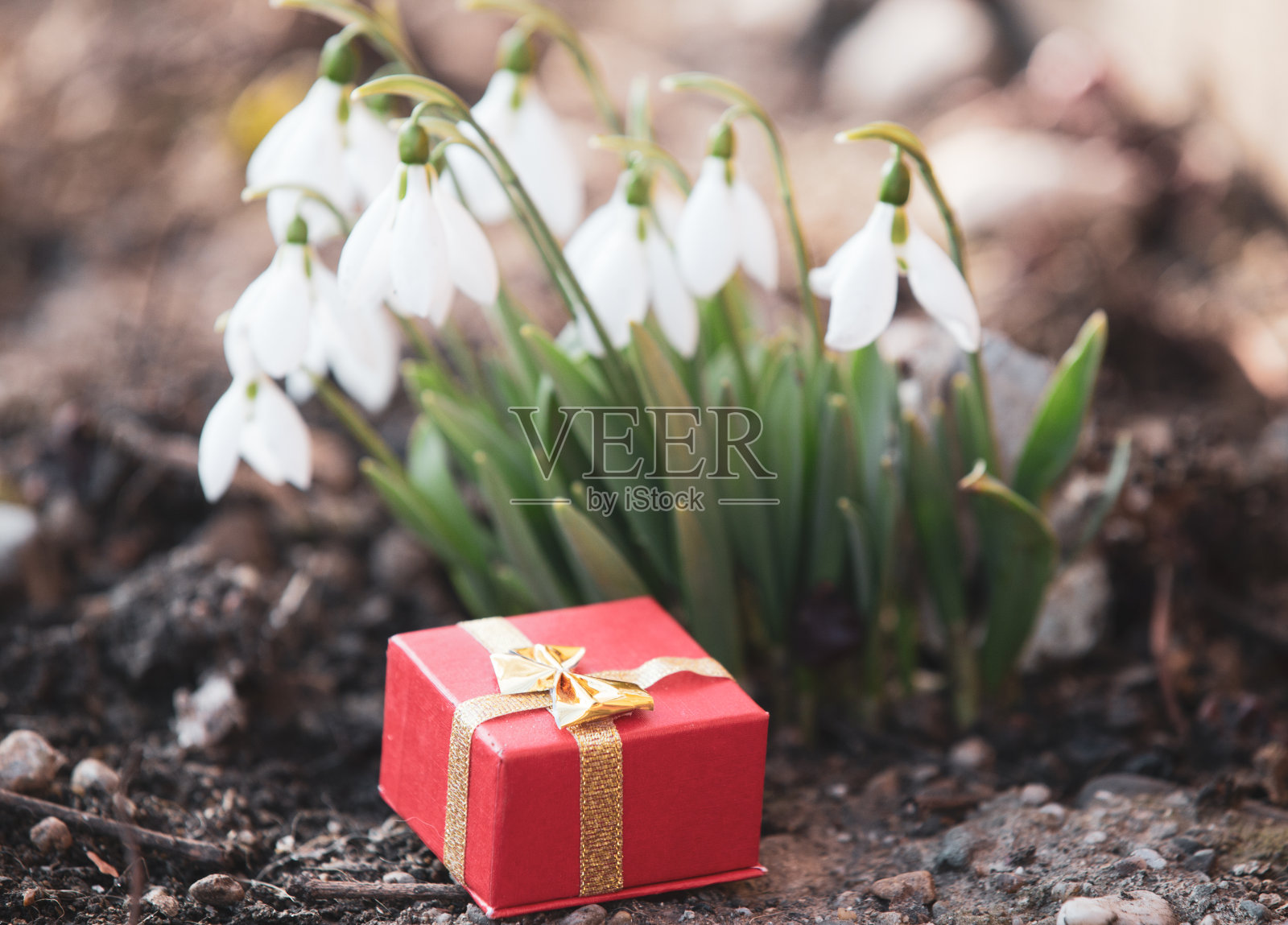 雪花莲和现在的盒子弹簧概念背景照片摄影图片