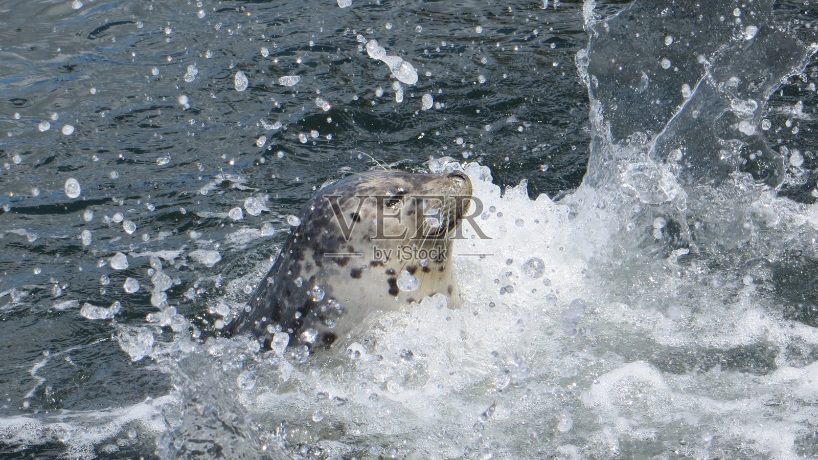 加拿大维多利亚州渔民码头太平洋的海豹照片摄影图片