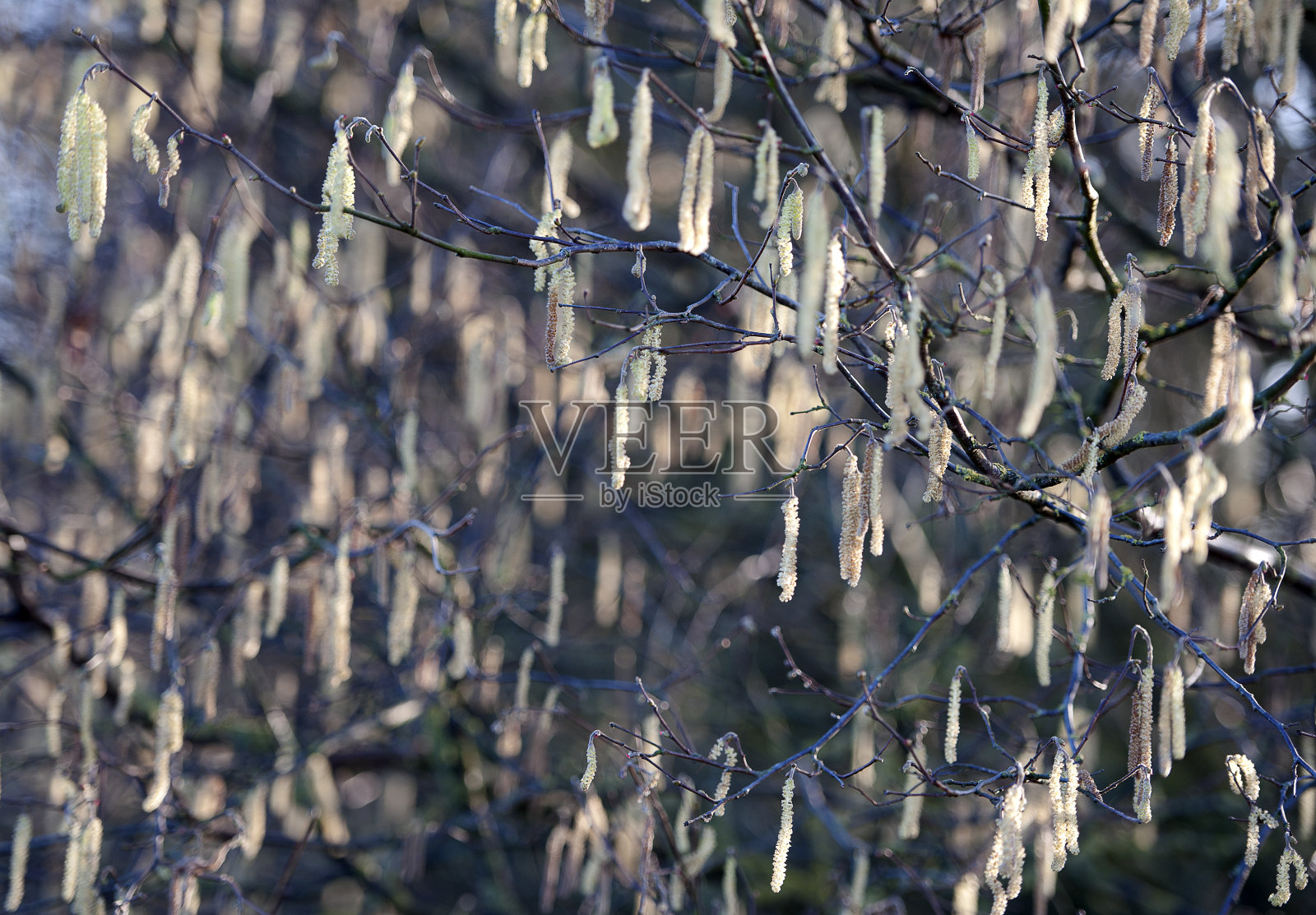 猫咪柳树图案，约克郡，英格兰，英国照片摄影图片