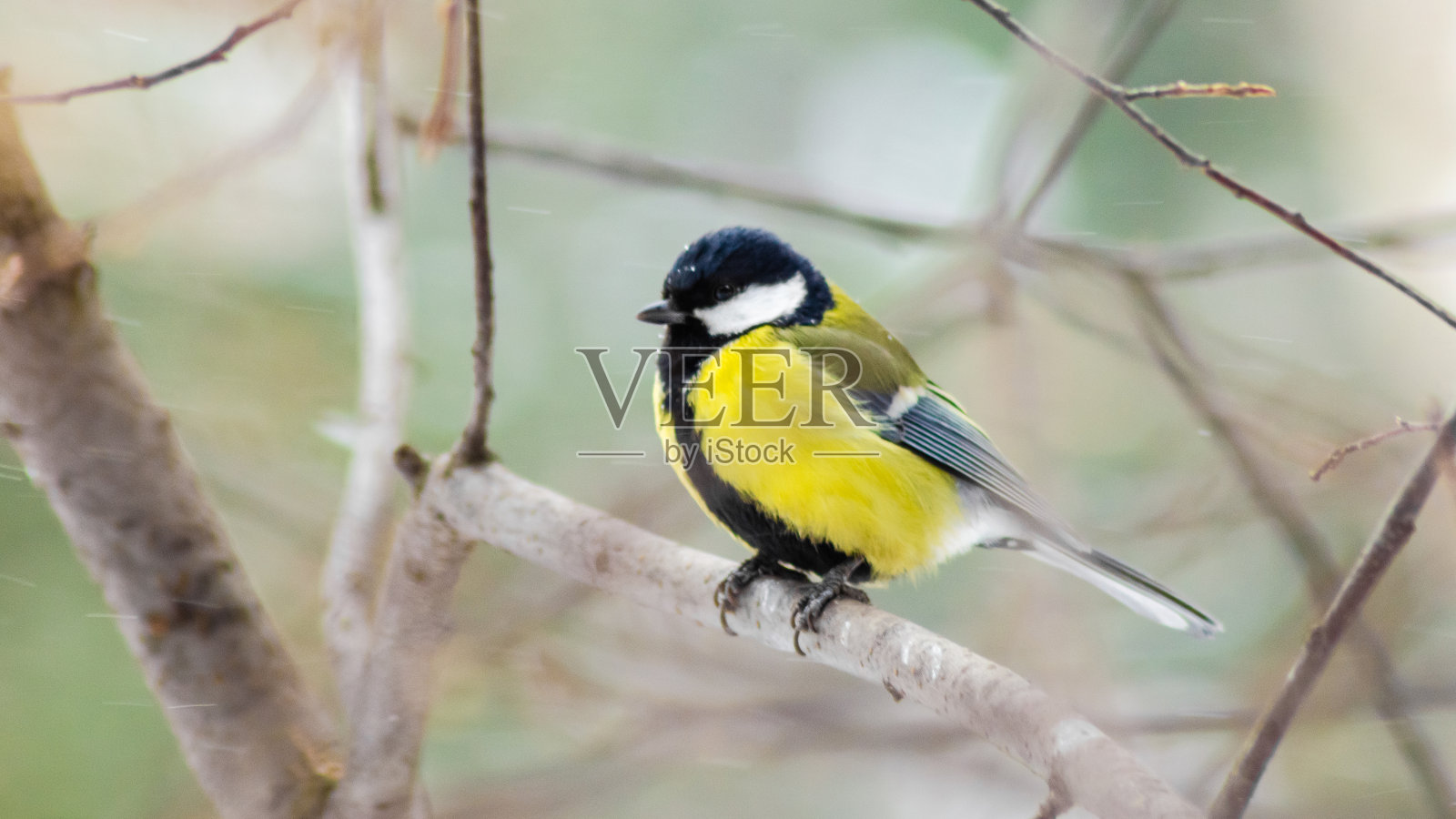 在冬天的暴风雪中，山雀在树枝上照片摄影图片