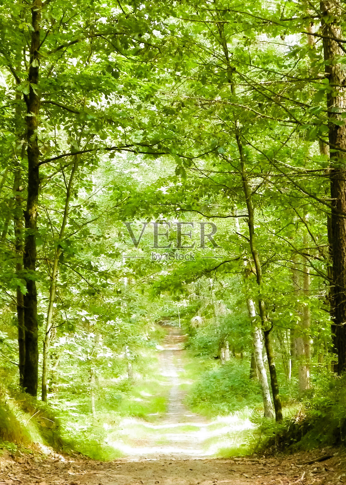 在阳光明媚的日子里，绿色的森林。照片摄影图片