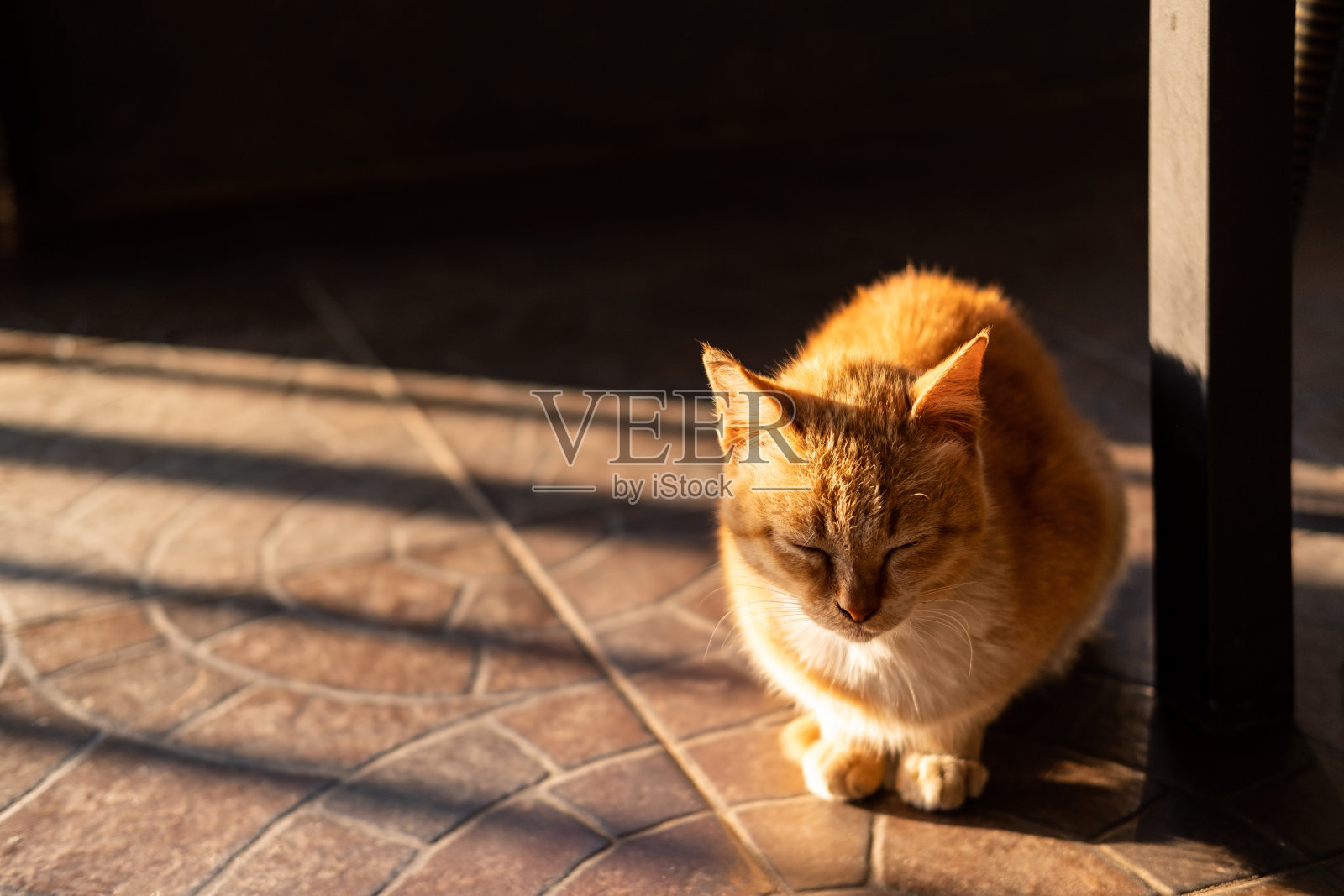 可爱的熟睡姜猫照片摄影图片