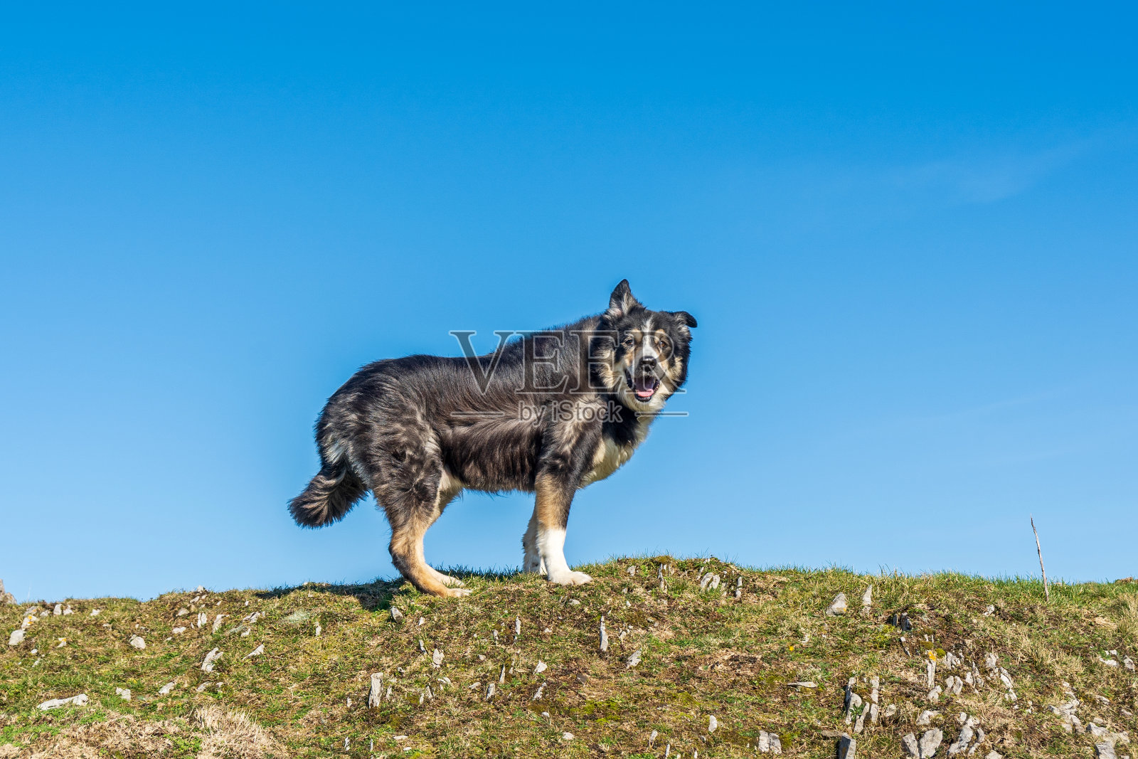 山顶上的边境牧羊犬照片摄影图片
