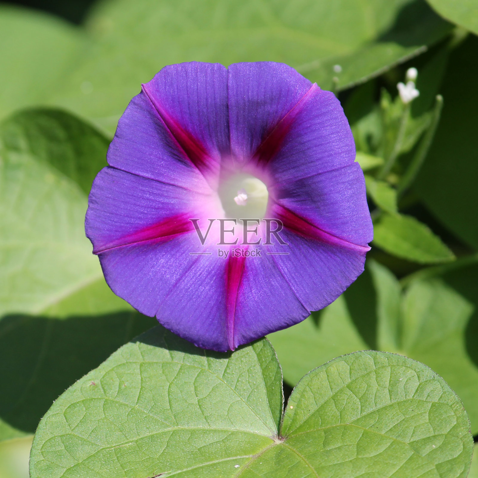 紫色番石榴或紫色牵牛花植物的浅蓝色花照片摄影图片