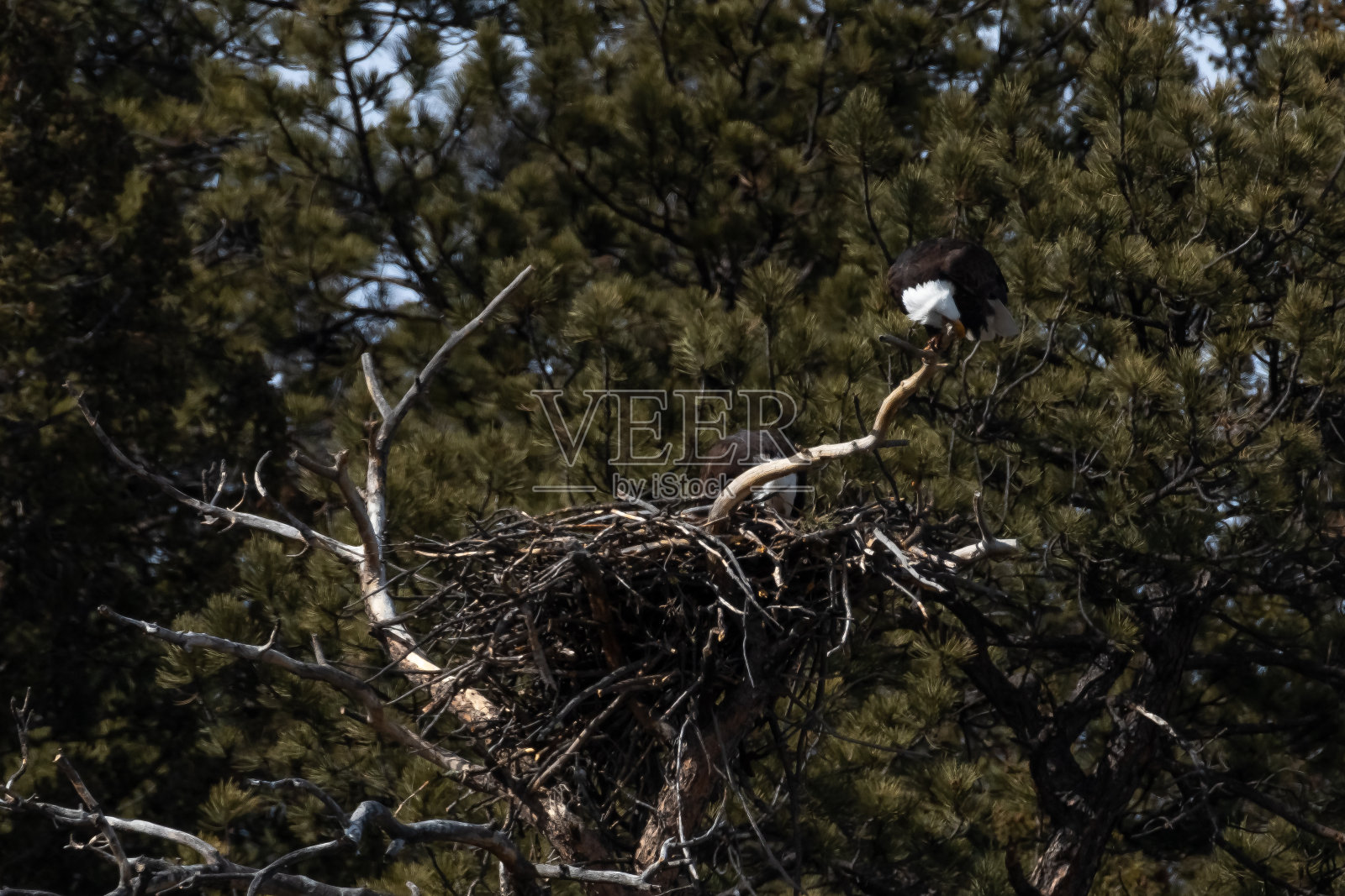 交配的秃鹰坐在一起照片摄影图片