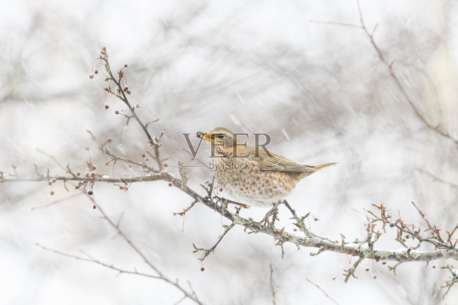 瑙曼的鹅口疮照片摄影图片