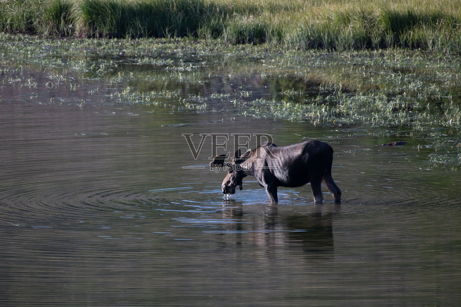 公麋照片摄影图片