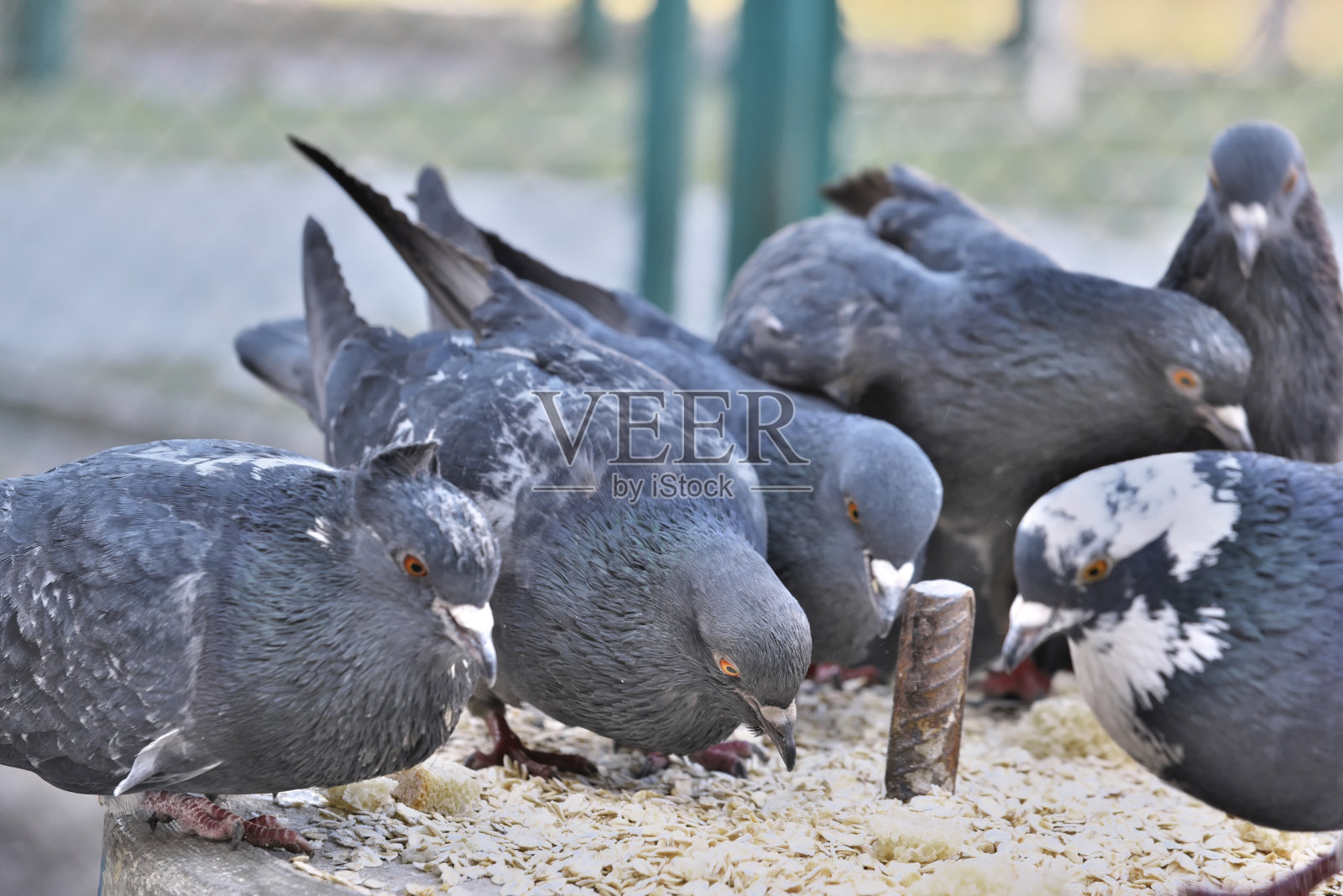 雁城鸽子照片摄影图片