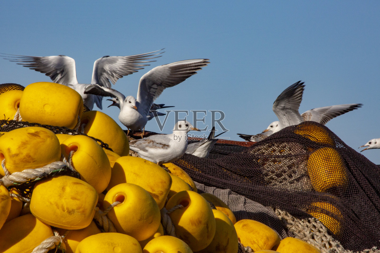 蓝尖叫的海鸥照片摄影图片