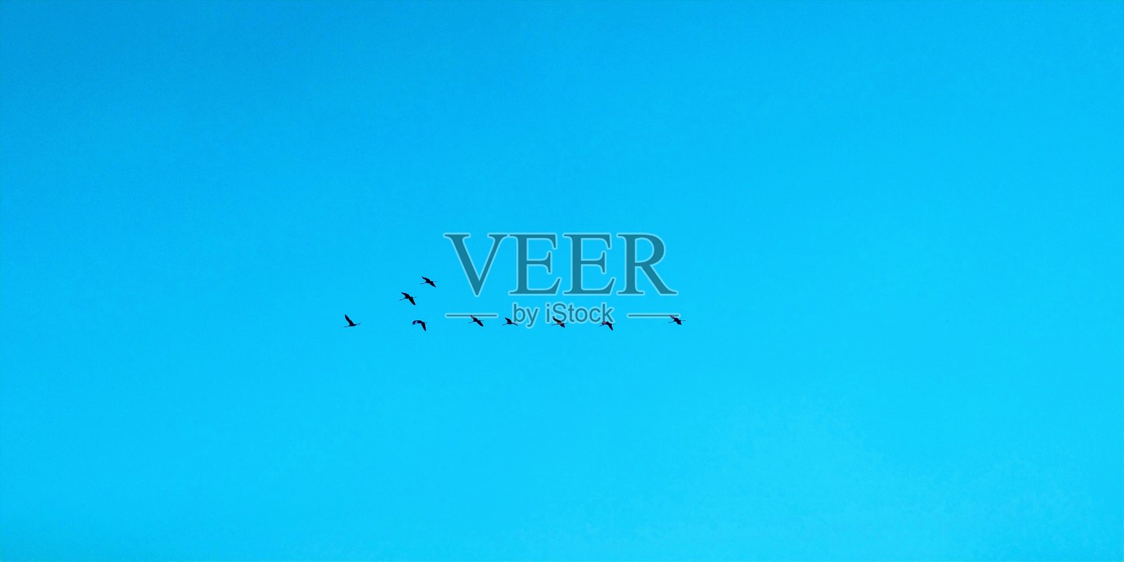 会飞的鸟照片摄影图片