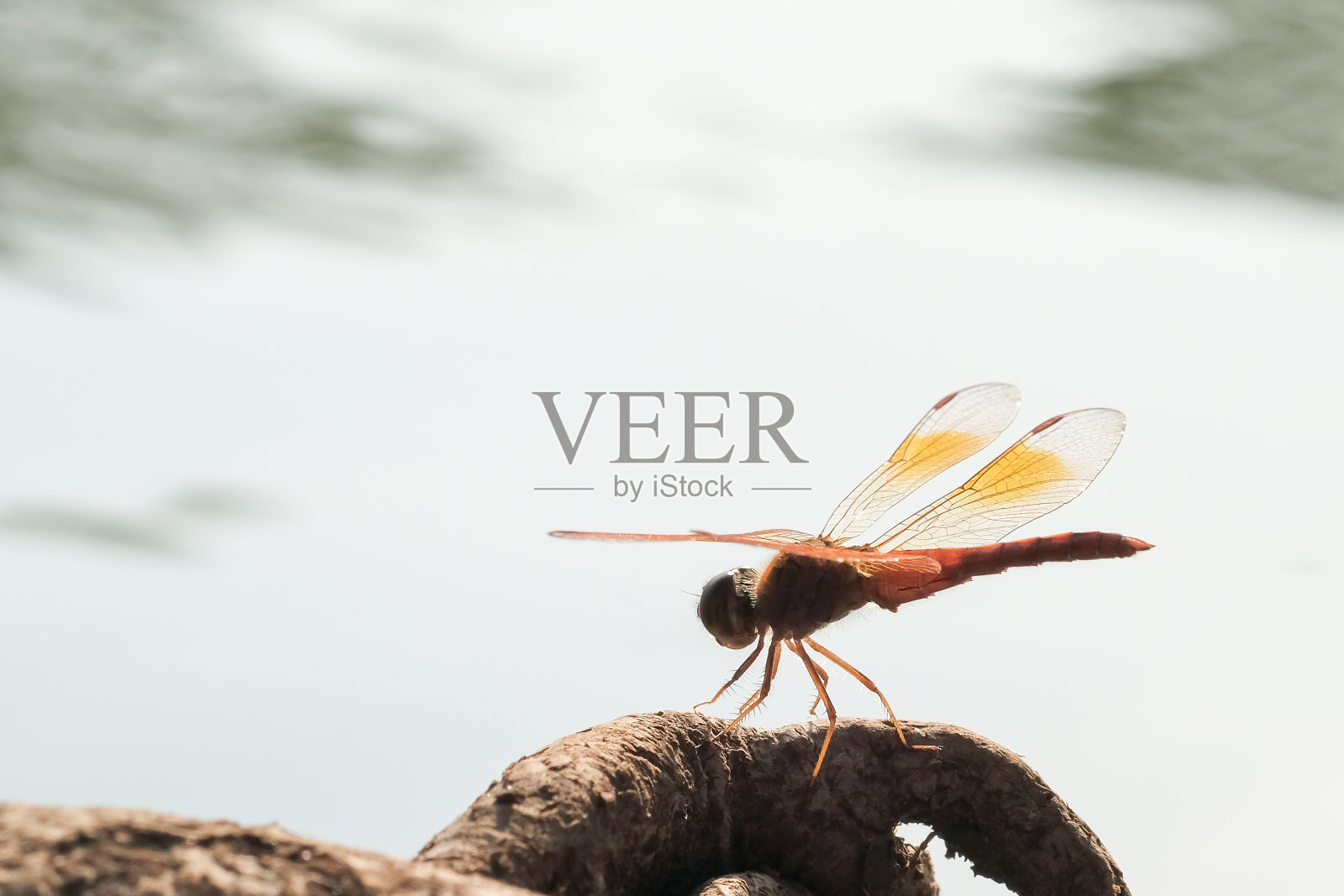 蜻蜓在水边。照片摄影图片