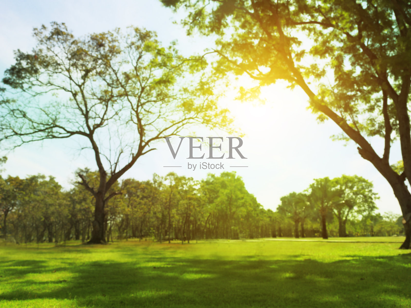 模糊的照片早晨天空下公园里美丽的草地。照片摄影图片