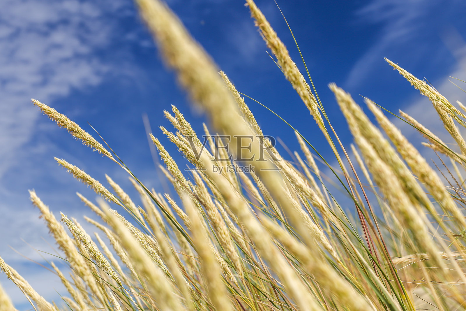 在立陶宛最受欢迎的旅游景点——帕尼蒂斯沙丘上生长的毛刺沙蒿(常见的弯曲)。位于尼达，库尔尼沙嘴陆地地带库尔尼泻湖和波罗的海之间。联合国教科文组织网站照片摄影图片