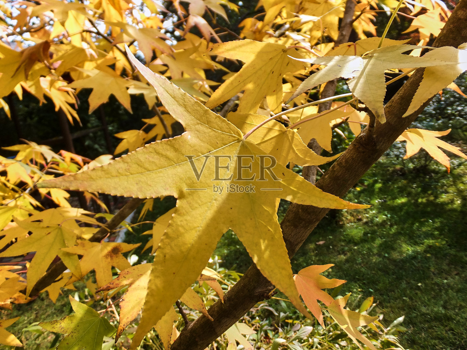 枫木一种黄色的银色枫木或糖糖枫木，在金色铸件的背景上照片摄影图片