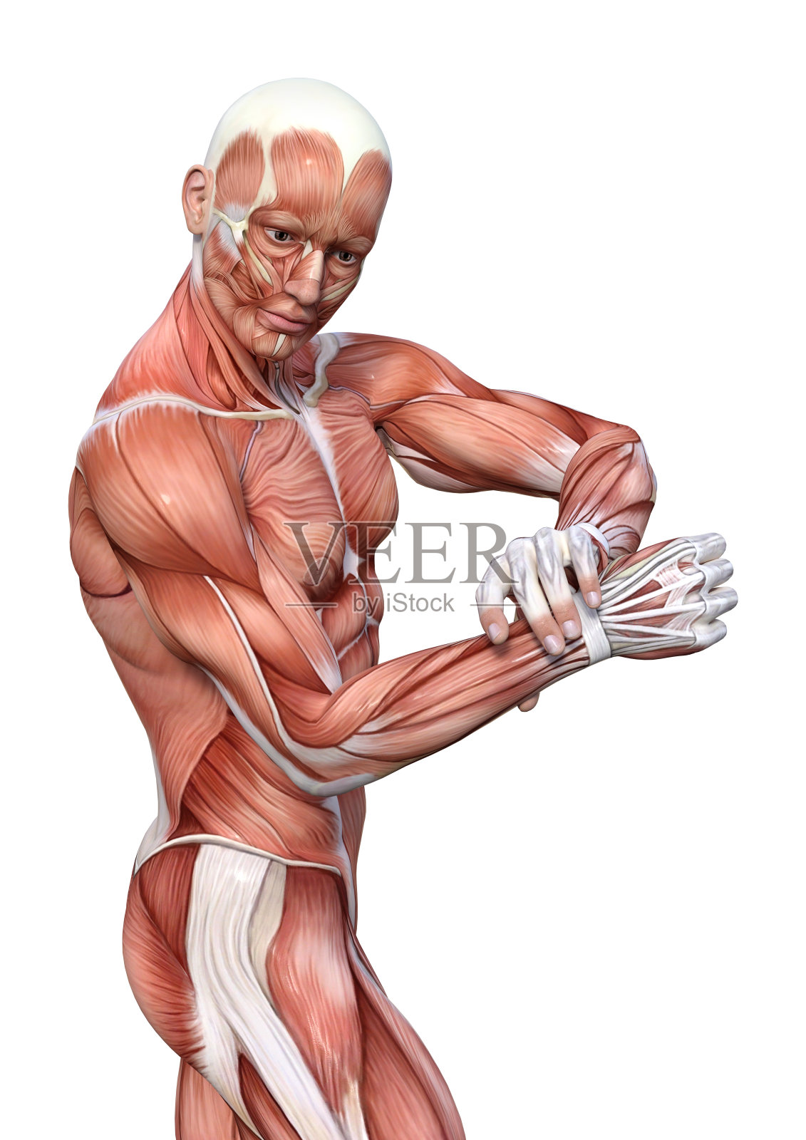 3D插图男性图形与肌肉地图上的白色照片摄影图片