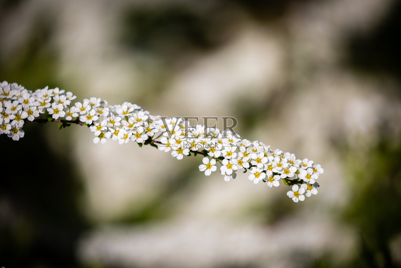 春天绽放的花朵照片摄影图片