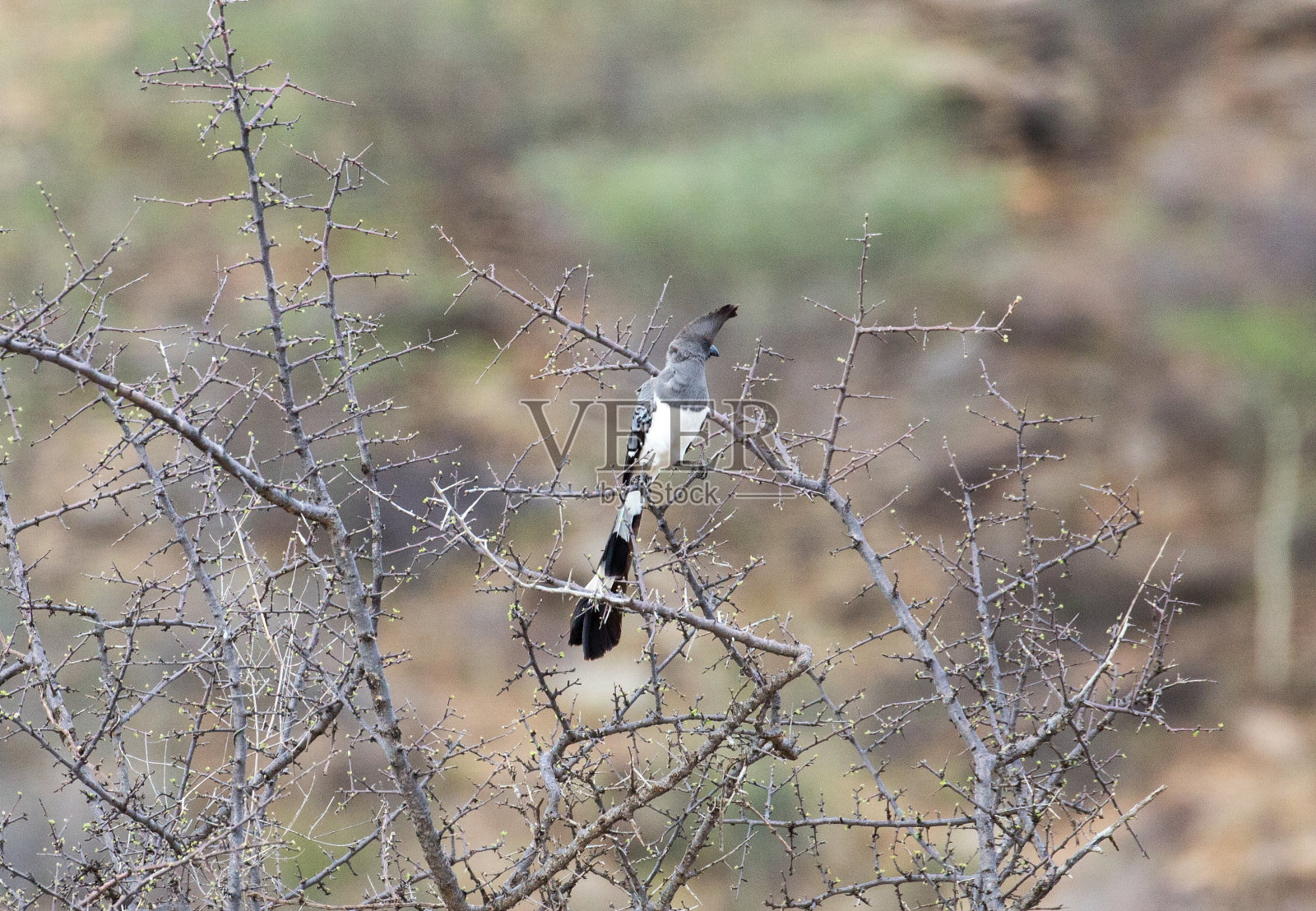 埃塞俄比亚:White-bellied Go-away-bird照片摄影图片