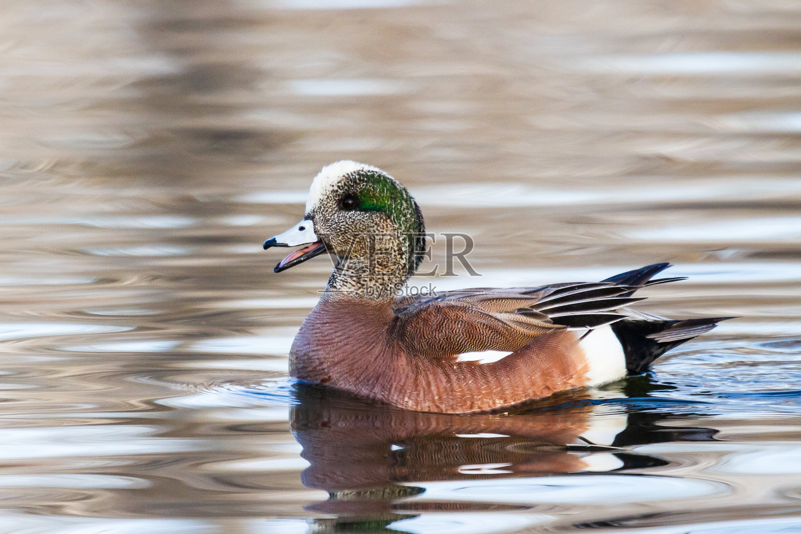 在一个平静的湖里五颜六色的美国威格龙德雷克。照片摄影图片
