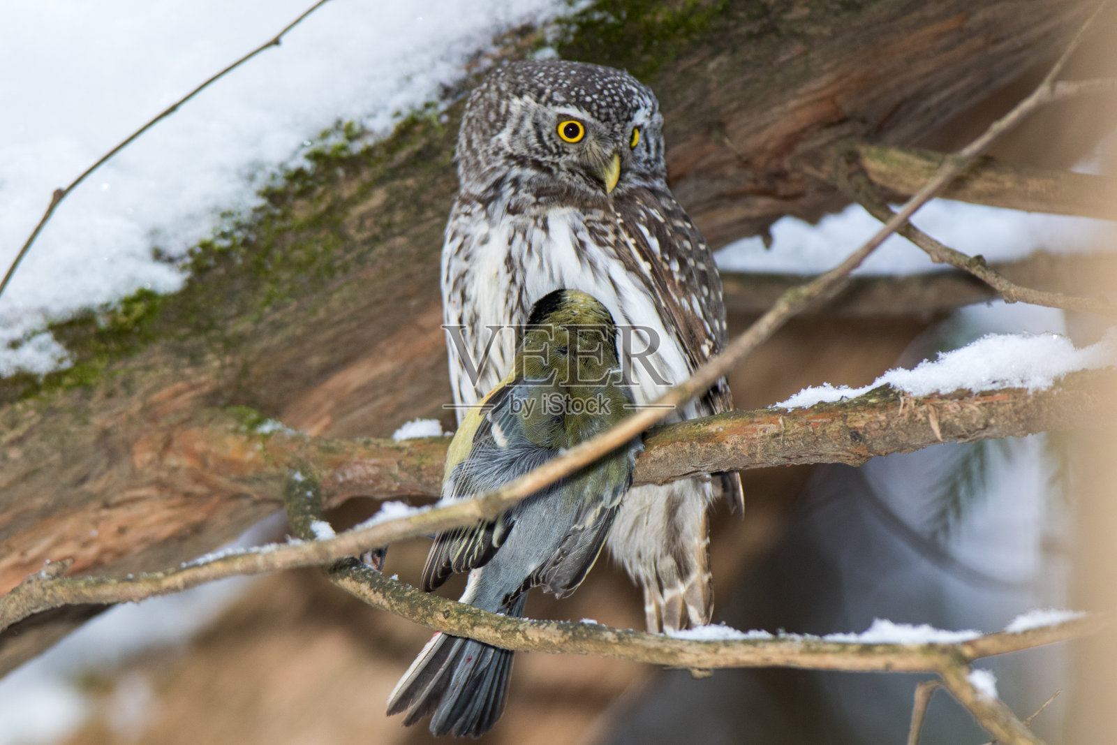 俾格米猫头鹰（格劳西德·帕塞鲁纳姆）照片摄影图片