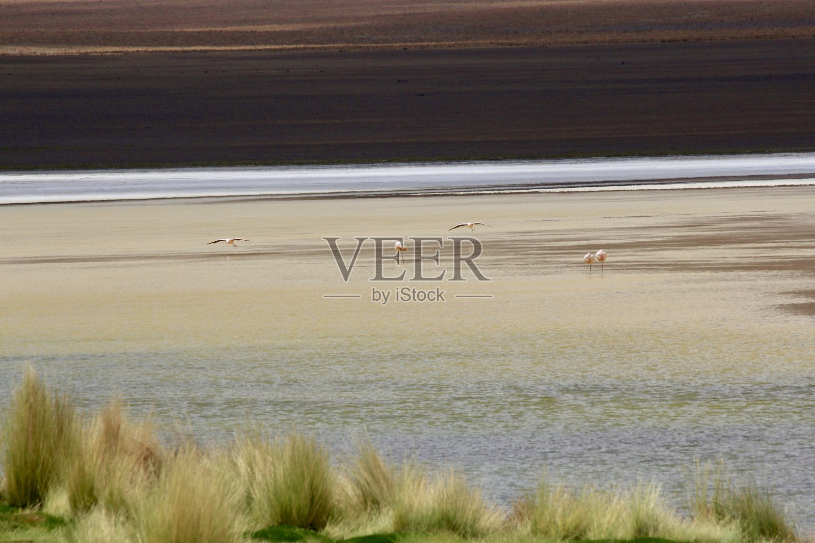 从玻利维亚乌尤尼到智利边境的旅游照片摄影图片