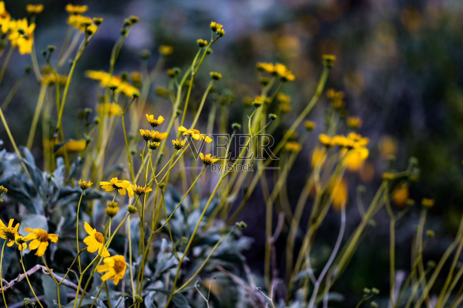亚利桑那州的野花照片摄影图片
