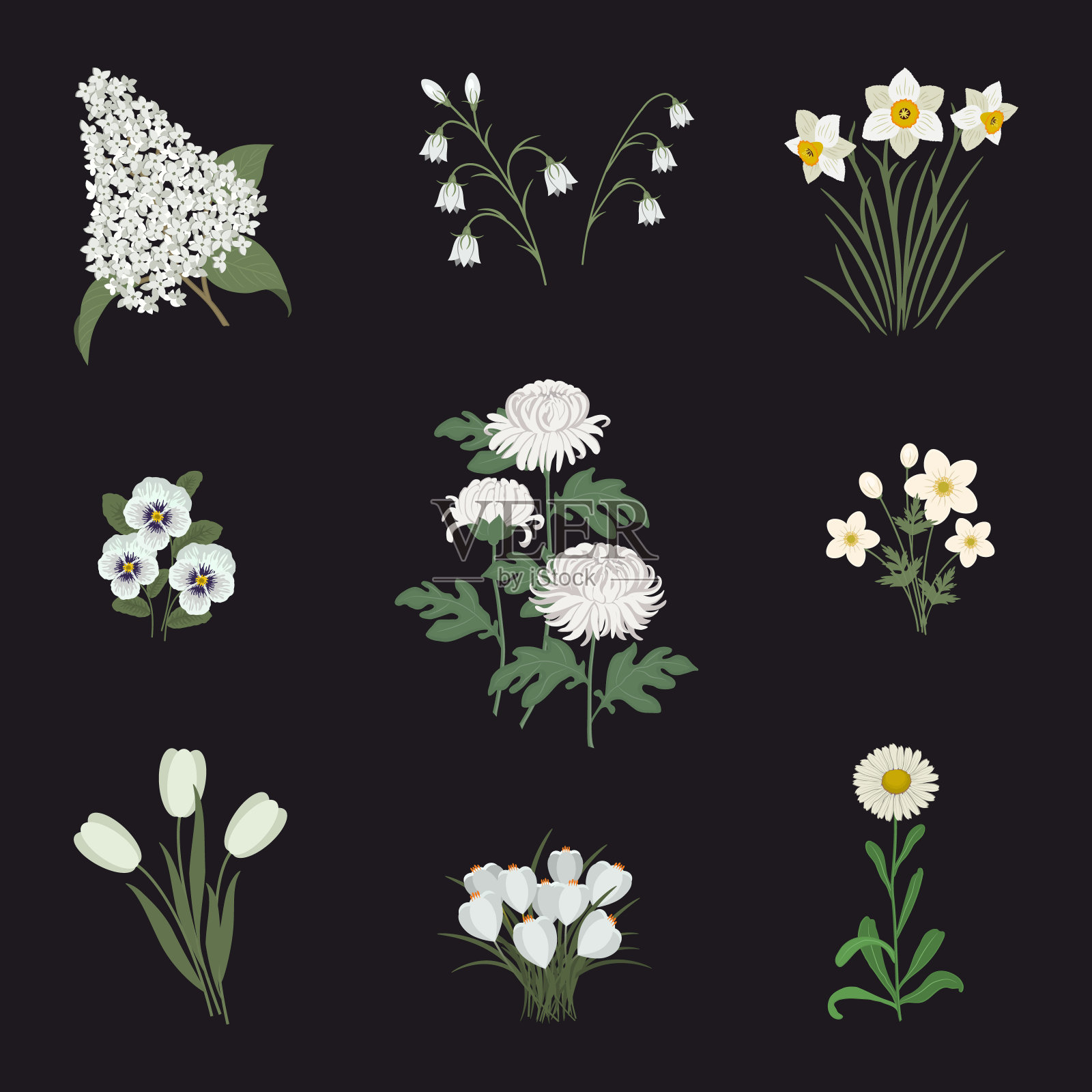 一组黑色背景上的白花插画图片素材