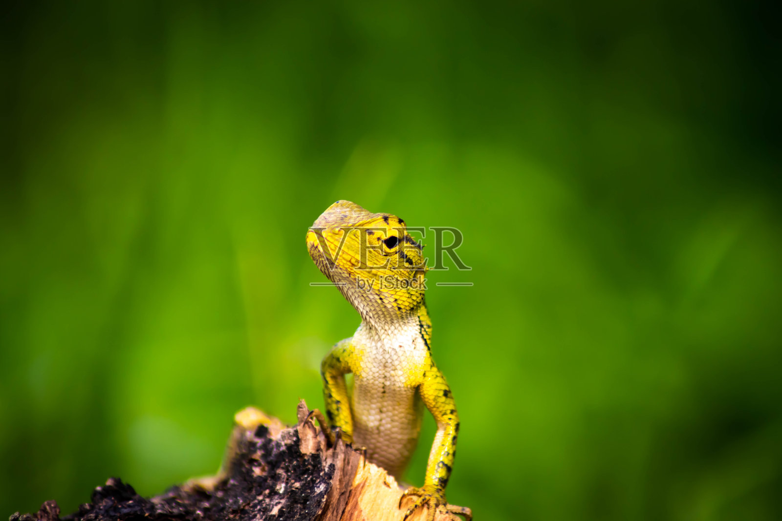 变色龙关闭绿色背景照片摄影图片