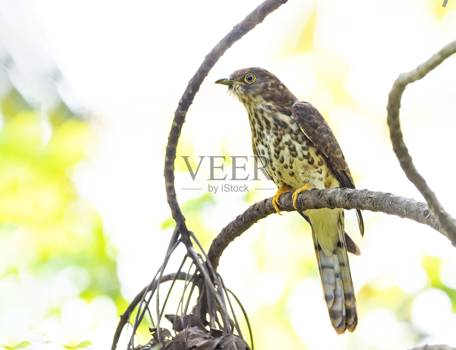 常见的鹰-布谷鸟(Hierococcyx varius)种族'varius'。Thattekad,喀拉拉邦,印度照片摄影图片